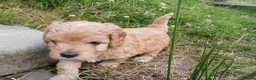 Cavapoo dogs for sale: Beautiful F1B Toy Cavapoo Puppies - Advert 8