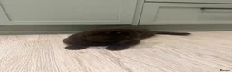British Shorthair cats for sale: Lovable chocolate male bsh - Advert 4