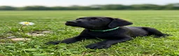 Labrador Retriever dogs for sale: Beautiful Black Labrador Boys Ready Soon - Advert 19