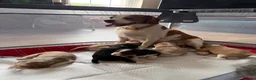 Beaglier dogs for sale: 🐾 Millie’s Beautiful Second & Final Litter 🐾 - Advert 4