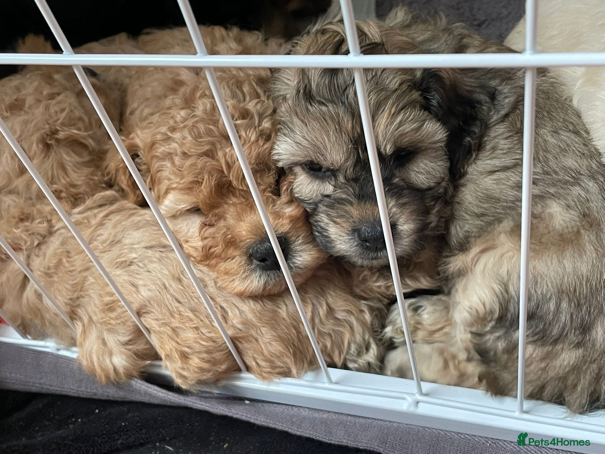 Cavapoochon dogs Gorgeous Toy Cavapoochon puppies  - Advert 2