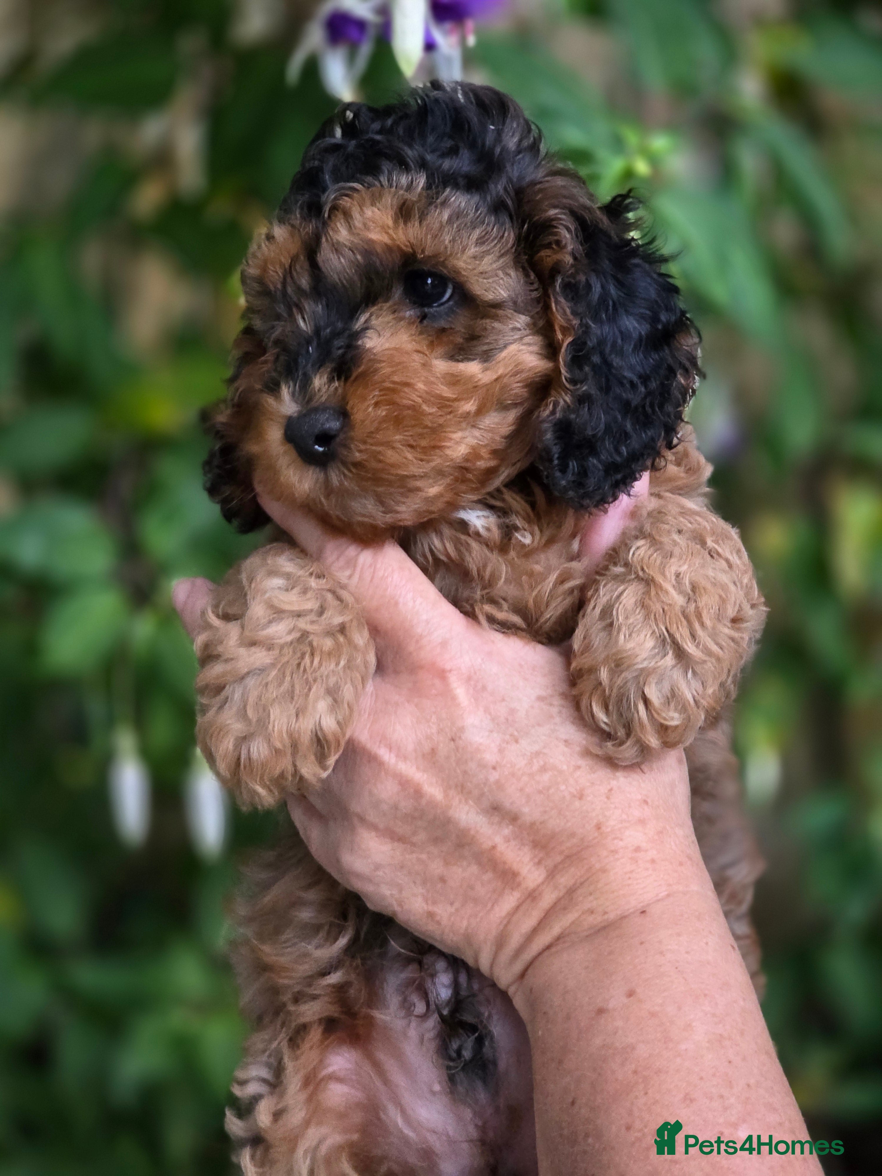 Cockapoo dogs Fabulous F1b cockerpoo puppies - Advert 4