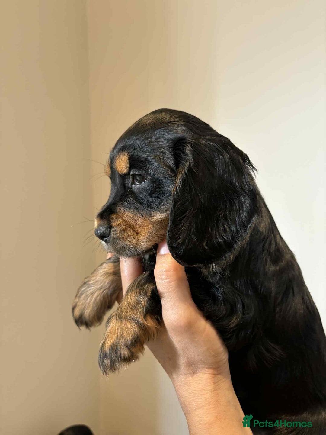 Cocker Spaniel dogs for sale: Pure show type dna health tested KC reg parents  - Image 8