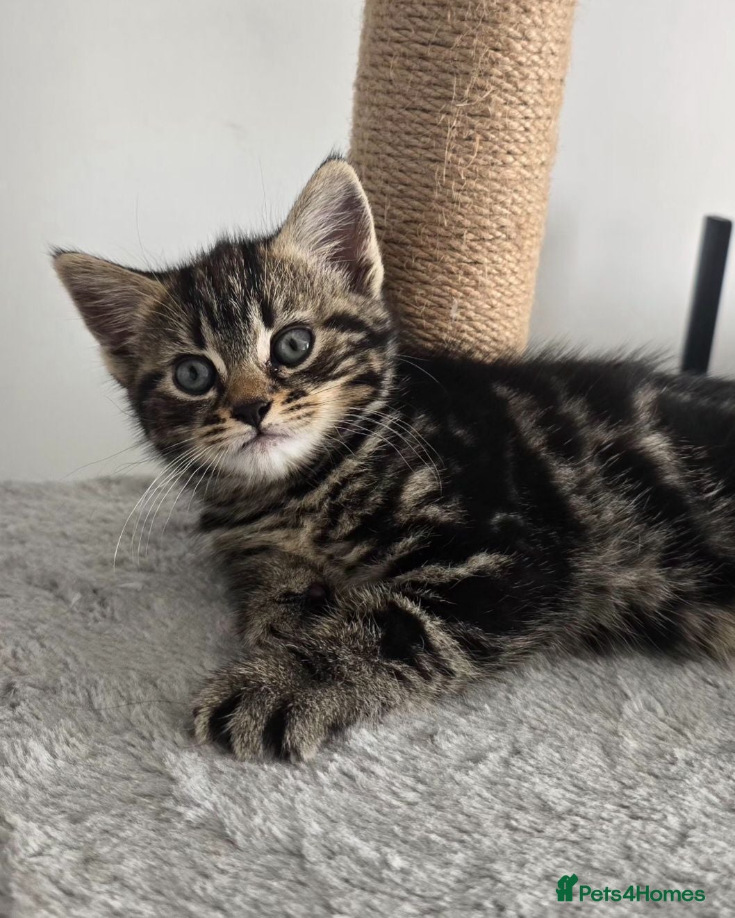 Mixed Breed cats Beautiful kittens - Advert 3