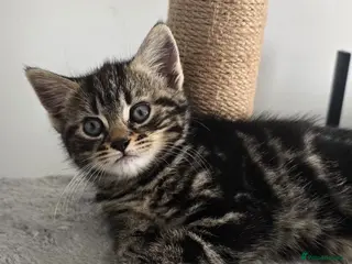 Mixed Breed cats Beautiful kittens - Advert 2