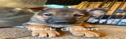 Mixed Breed dogs for sale: Malinois x german shepherd  - Advert 5
