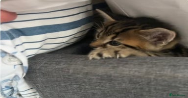 Bengal cats - Advert 3