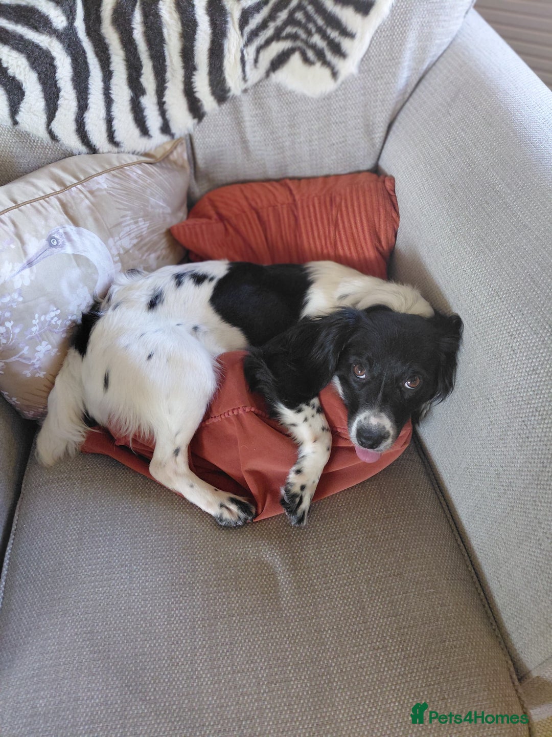 Mixed Breed dogs for sale: 14 month old Cocker Spaniel  - Image 3