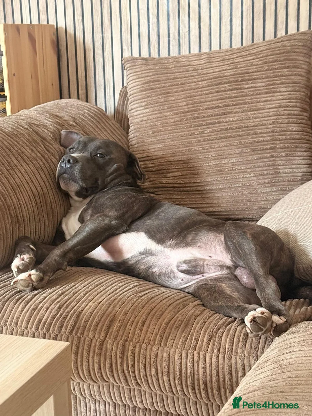 Mixed Breed dogs for sale: Two beautiful puppies available  - Advert 13