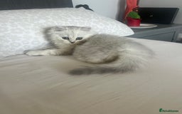 Persian cats for sale: Miss Kitty Persian cat - Image 1