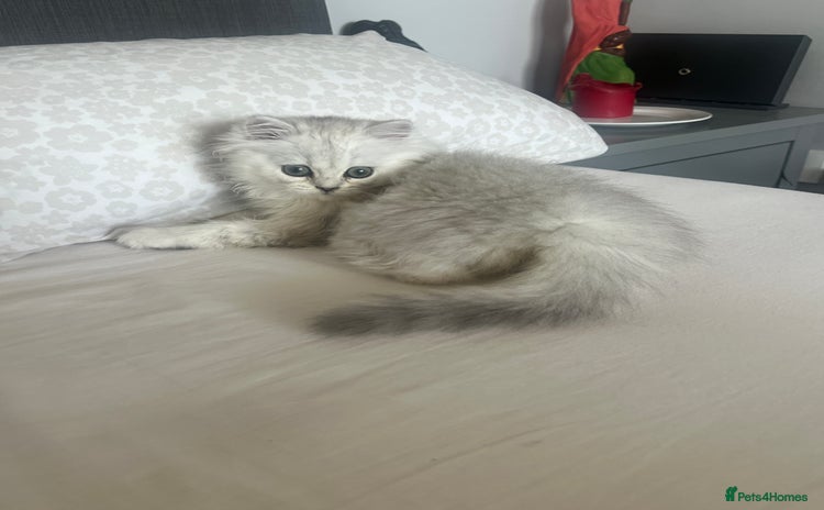 Persian cats - Advert 13