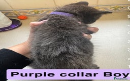 Mixed Breed cats for sale: Male kitten - Image 2