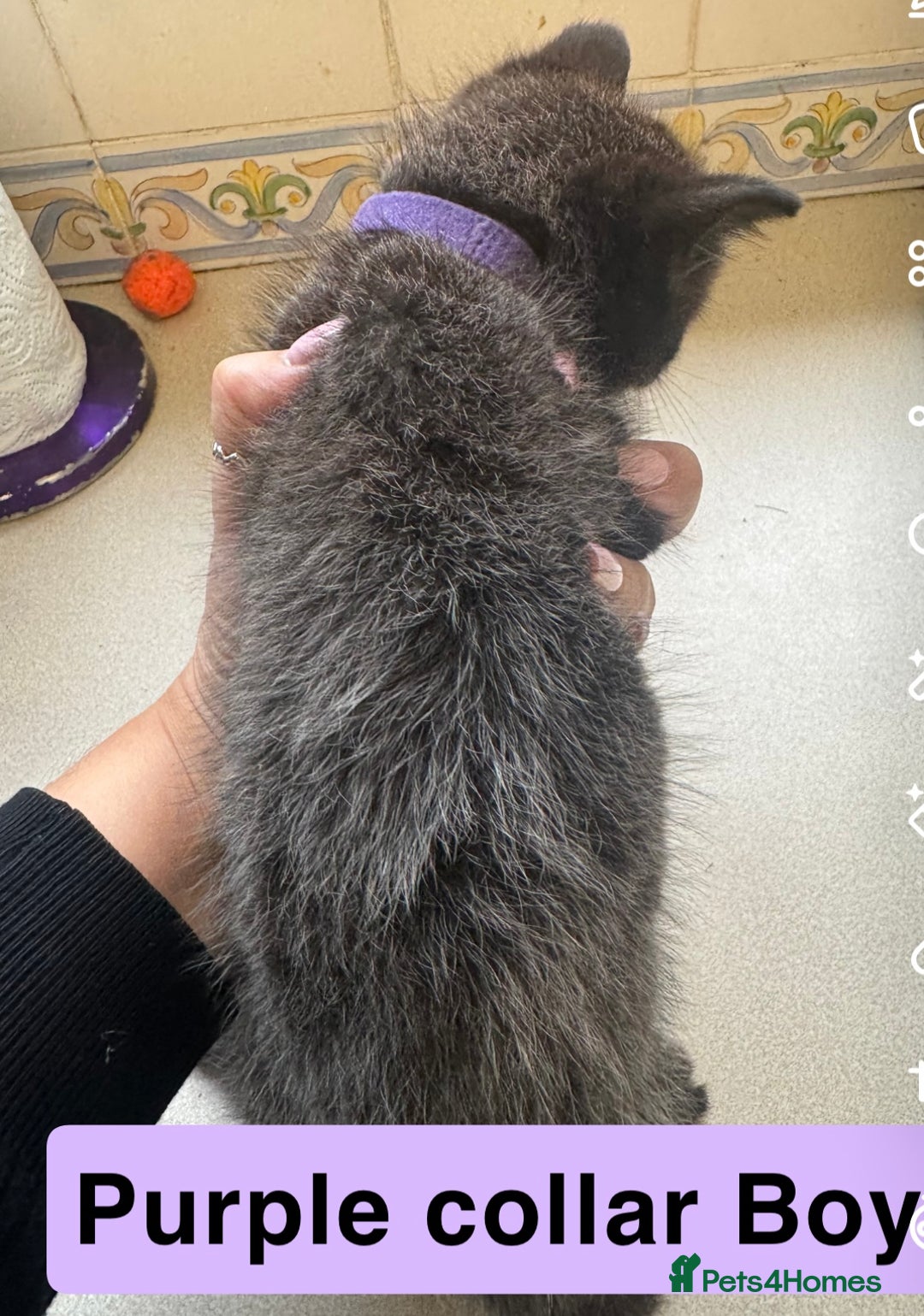 Mixed Breed cats for sale: Male kitten - Image 2