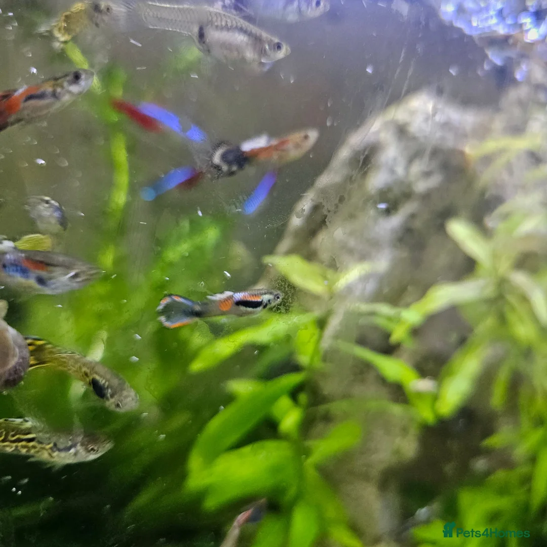 Live Bearers fish for sale: Aquarium with fish in Stockton-on-Tees - Advert 2