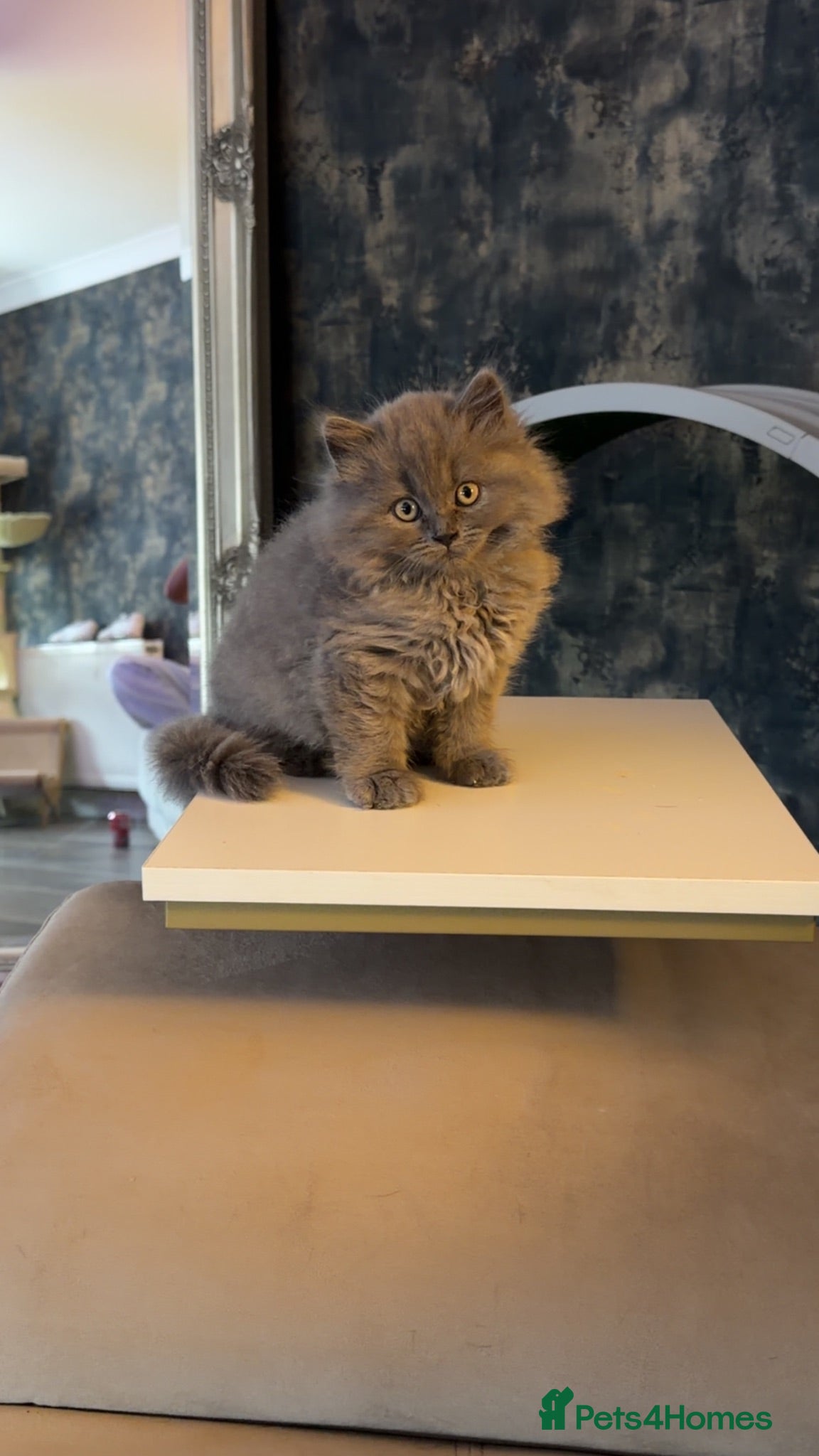 British Shorthair cats British short hair kittens - Advert 3
