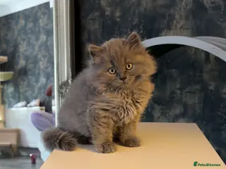 British Shorthair cats British short hair kittens - Advert 3