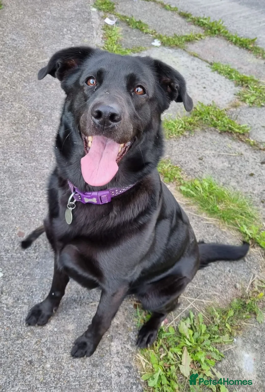 Sheprador dogs for sale: Female Sheprador  - Advert 1