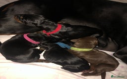 Dobermann dogs for sale: Dobermann puppies for sale  - Image 3