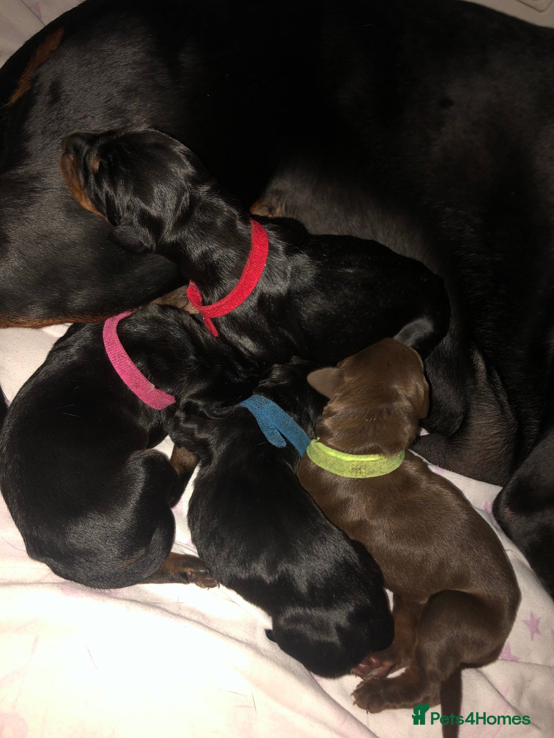 Dobermann dogs for sale: Dobermann puppies for sale  - Image 3