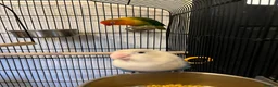 Lovebirds birds for sale: 2 lovebird pairs and cage for sale. in Brierley Hill - Advert 9
