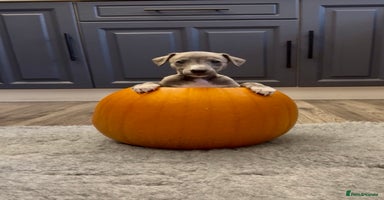 Whippet dogs - Advert 10