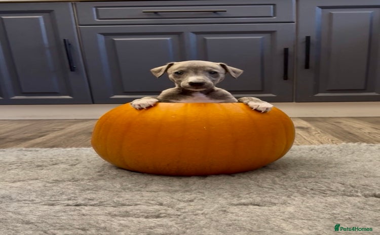 Whippet dogs - Advert 1