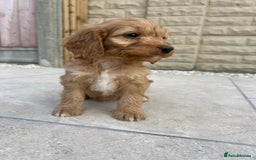 Cockapoo dogs for sale:  🐾F1 Cockapoo Puppies🐾READY NOW🐾 - Image 1