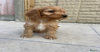 Cockapoo dogs - Advert 1