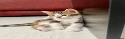 Mixed Breed cats for sale: Beautiful kittens ready now - Advert 10