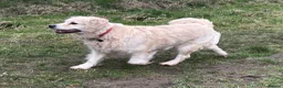 Golden Retriever dogs for sale: 5 year old kc reg fully health tested female  - Advert 10