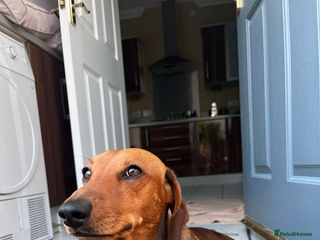 Miniature Dachshund dogs Proven Shaded red miniature dachshund stud in Pontypool - Advert 5