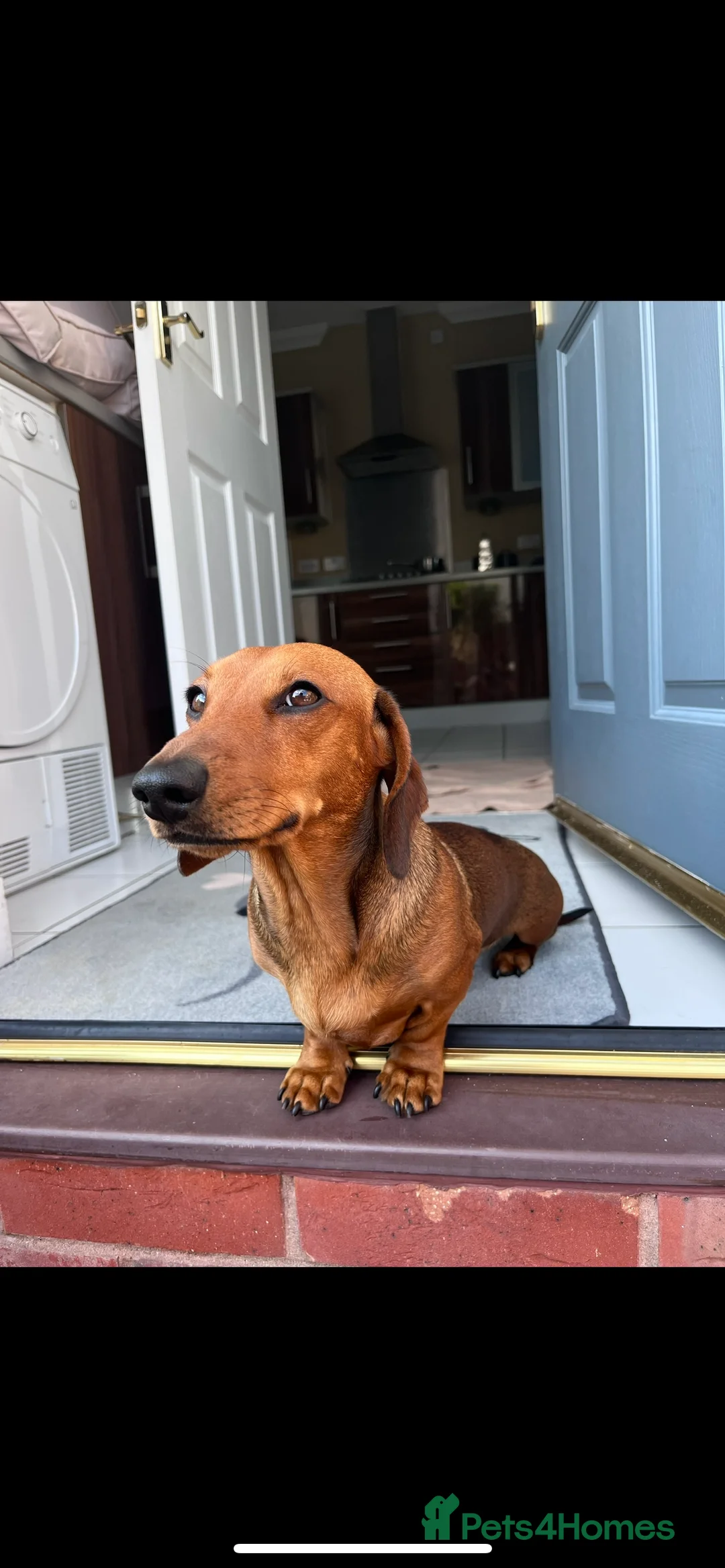 Miniature Dachshund dogs for stud: Proven Shaded red miniature dachshund stud in Pontypool - Advert 1