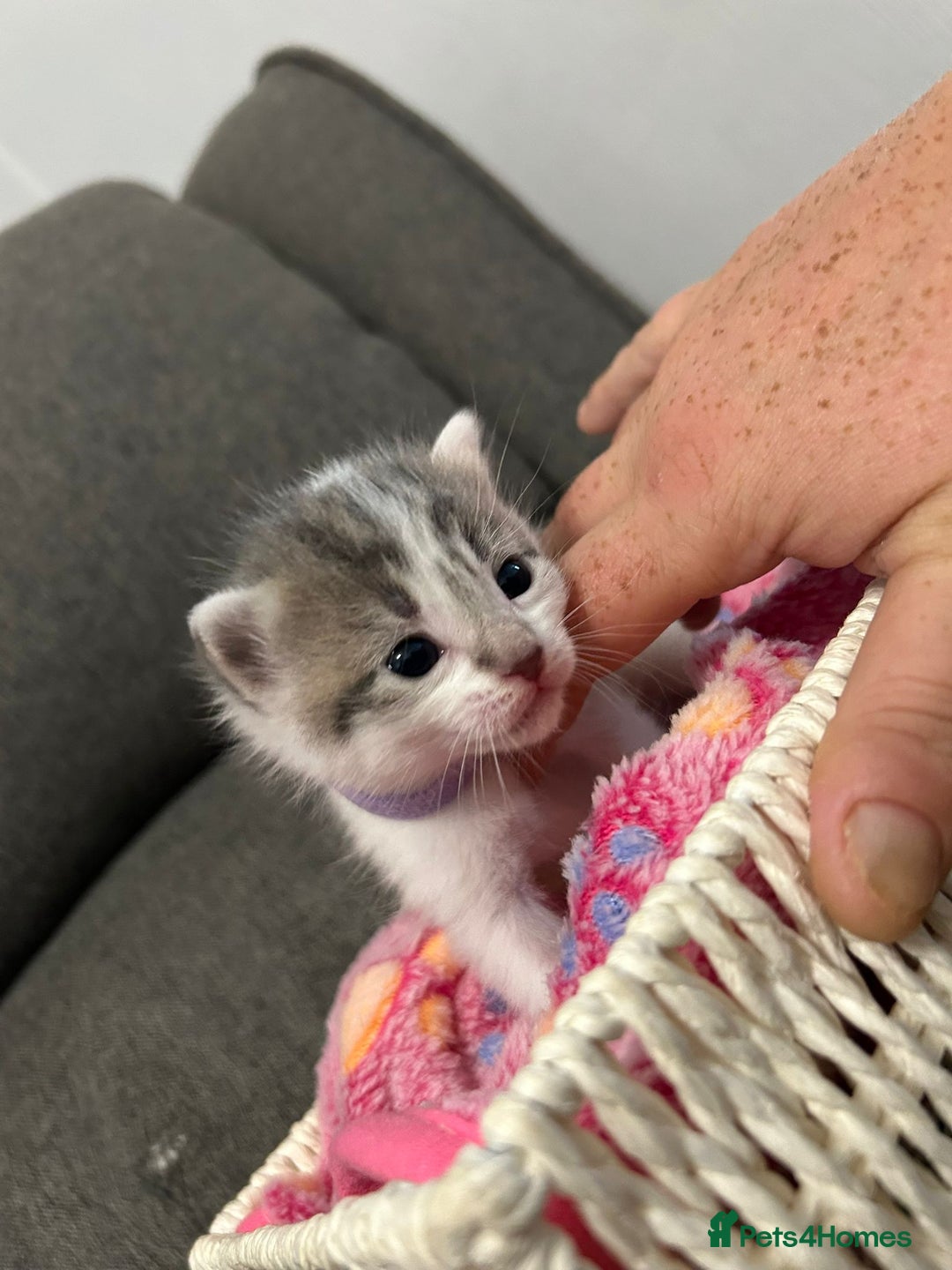 Mixed Breed cats for sale: Beautiful kittens 3 girls 1 boy  - Image 2