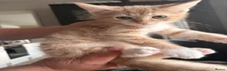 Mixed Breed cats for sale: Cute ginger kittens  in Crawley - Advert 3