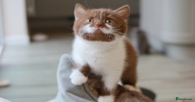 British Shorthair cats - Advert 3
