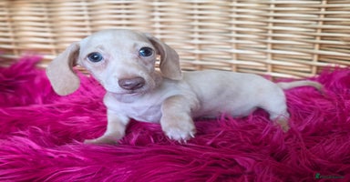 Miniature Dachshund dogs - Advert 9