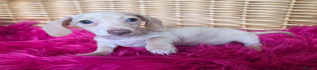 Miniature Dachshund Puppy 5