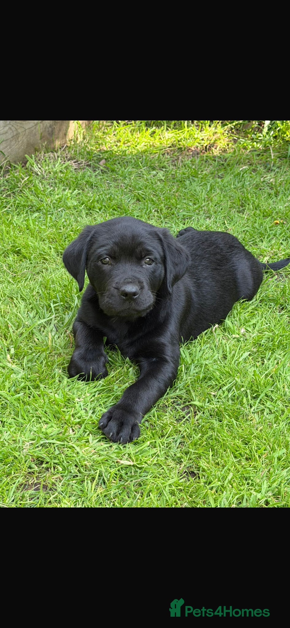 Mixed Breed dogs Beautiful Rottador Puppies - Advert 11