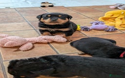 Rottweiler dogs for sale: Rottweiler puppies  - Image 27