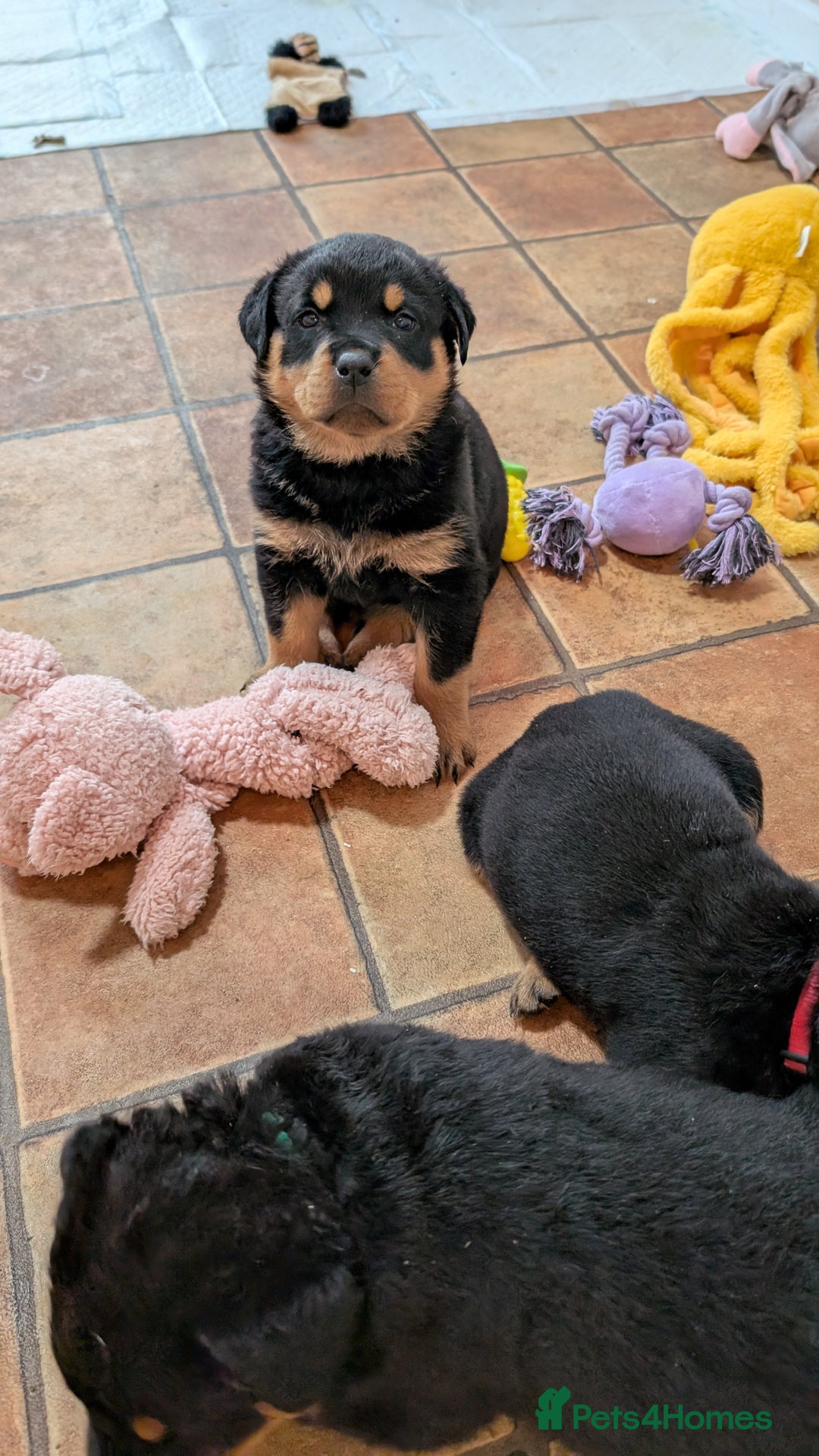 Rottweiler dogs for sale: Rottweiler puppies  - Image 27
