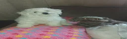 Bichon Frise dogs for sale: Beautiful Puppy bichon Frisé Needs a good home - Advert 15