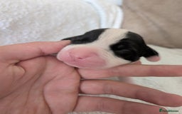 Mixed Breed dogs for sale: Cockerbull puppies  - Image 13