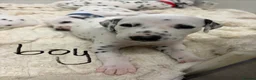 Dalmatian dogs for sale: Dalmatian puppies - Advert 37