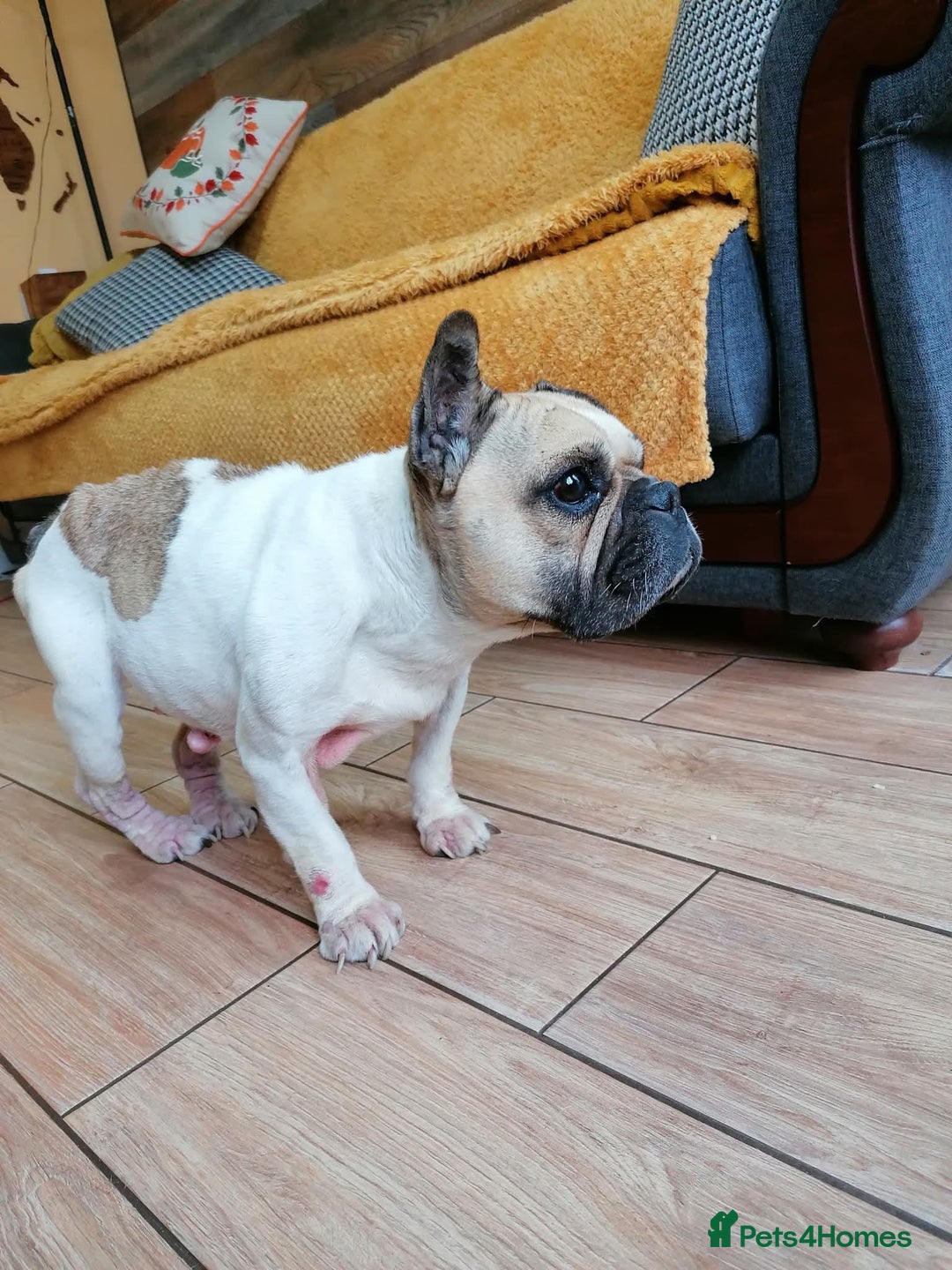 Mixed Breed dogs for adoption: 💖ELVA -a Sweet Frenchie Rescued From Starvation💖 - Advert 8