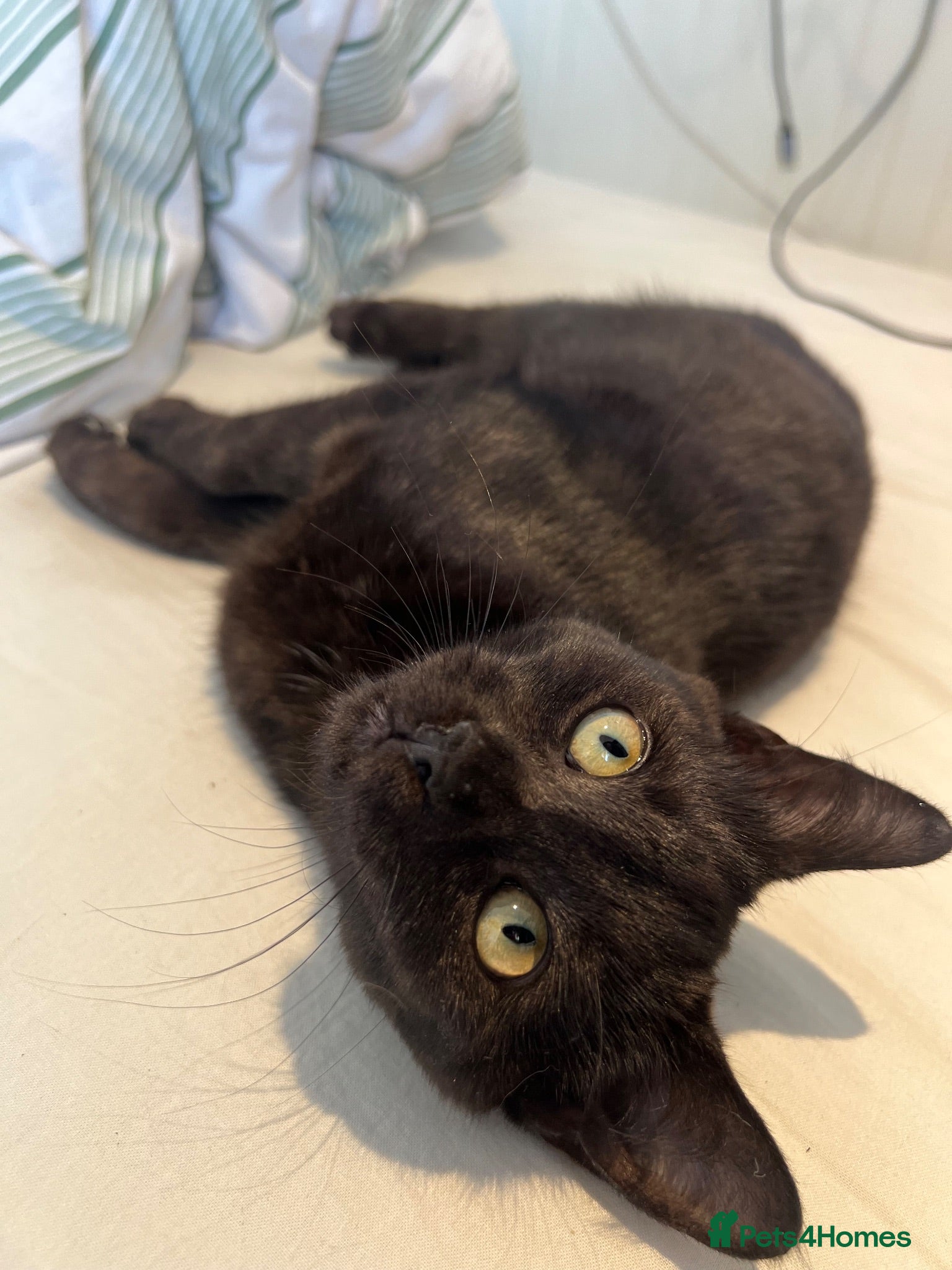 Mixed Breed cats Kitten for sale  - Advert 1