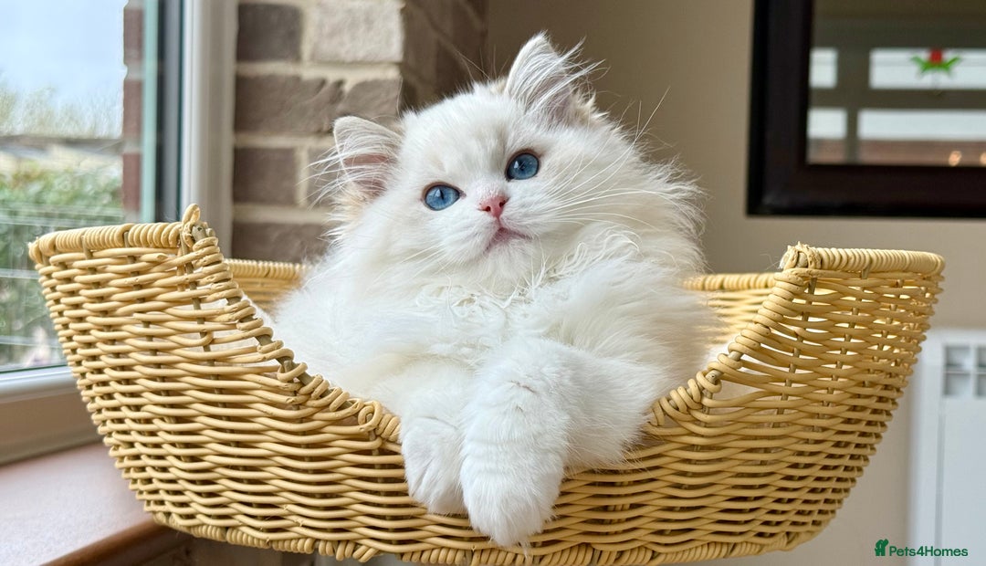 Ragdoll cats for sale: Ready to go active seal lynx girl  - Advert 6