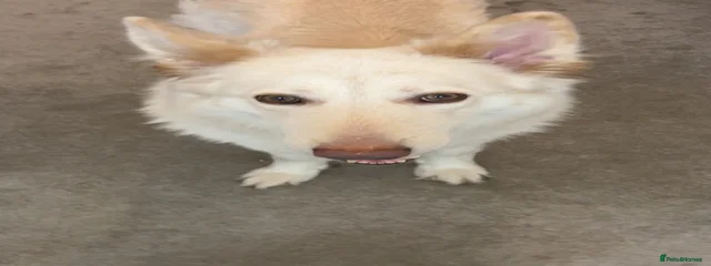 Naga