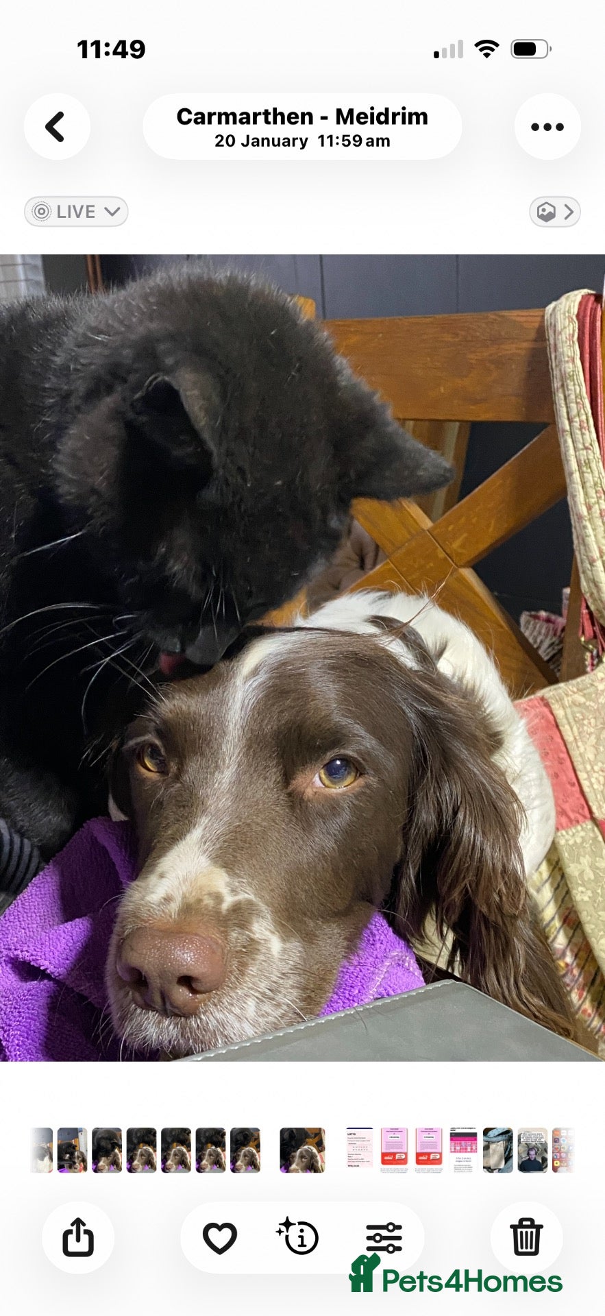 English Springer Spaniel dogs English Springer spaniel  - Advert 1