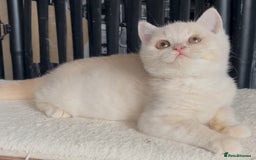 British Shorthair cats for sale: Beautiful BSH kittens  - Image 15