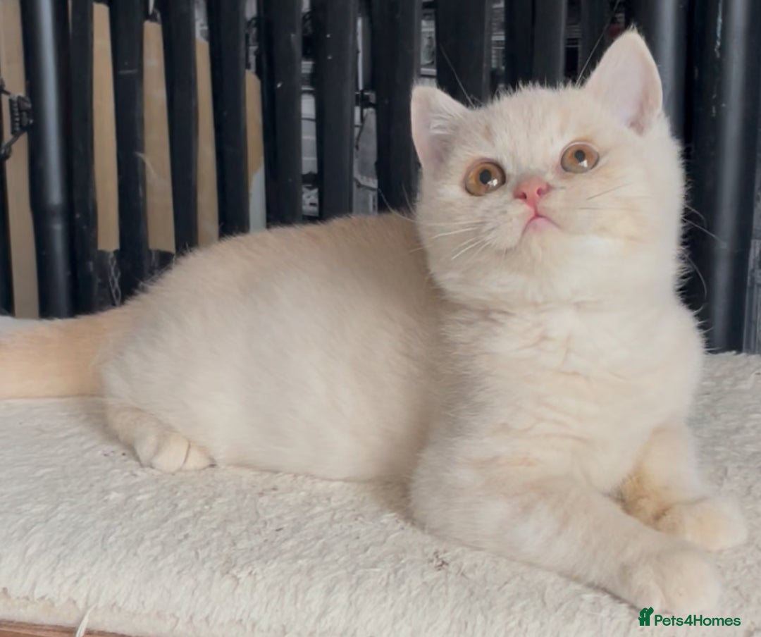 British Shorthair cats for sale: Beautiful BSH kittens  - Image 15